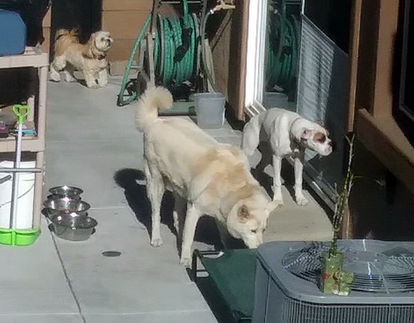 The White Shepherd, Lhasa Apso and American Bulldog milling about in my neighbor's backyard...on April 30, 2021. The White Shepherd, Lhasa Apso and American Bulldog milling about in my neighbor's backyard...on April 30, 2021.