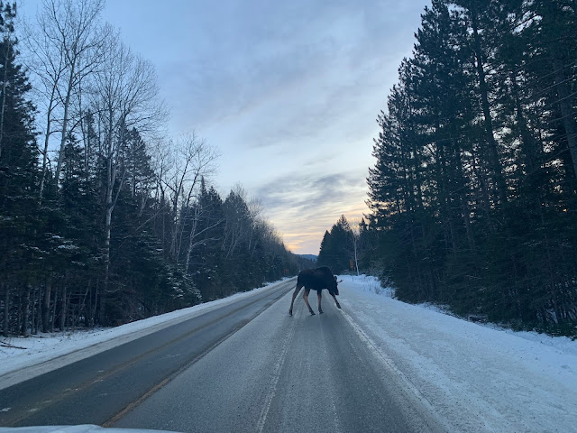 Orignal sur la route 299 en Gaspésie