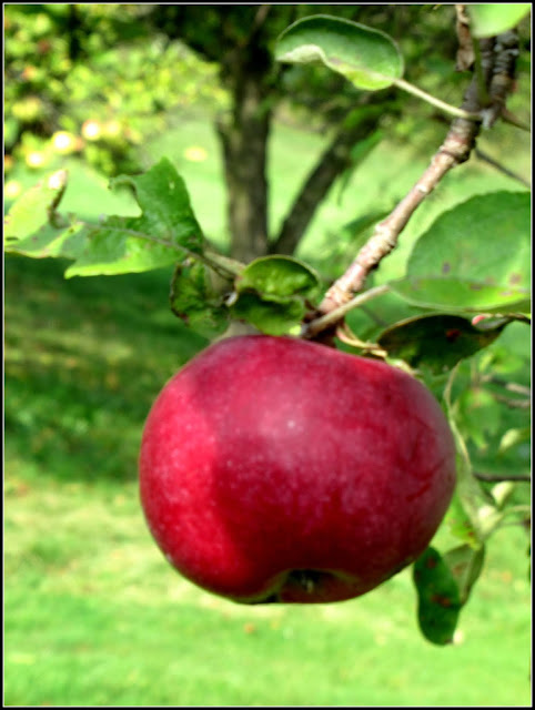 My Little Corner of the World: It's Apple time!