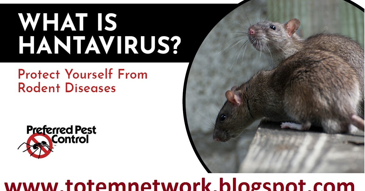 New Virus Hantavirus kills man in China