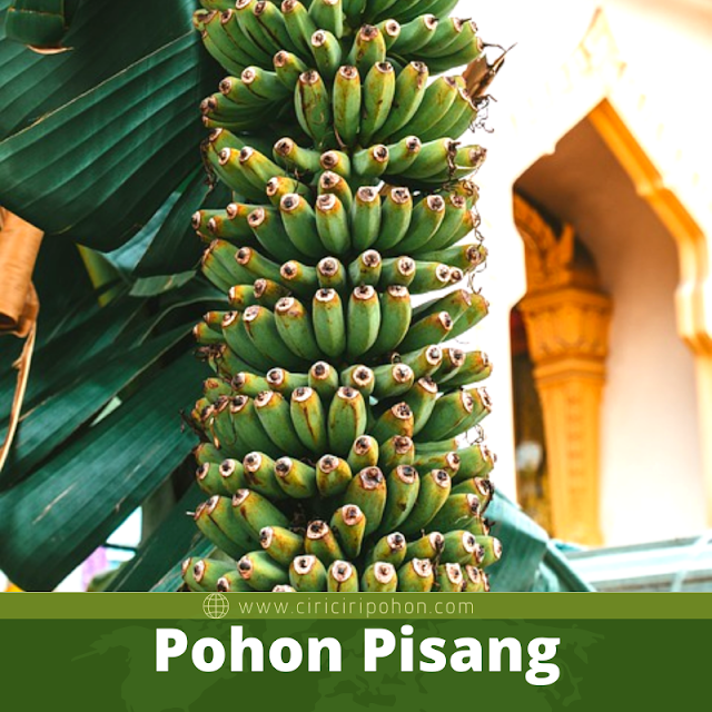 Pohon Pisang