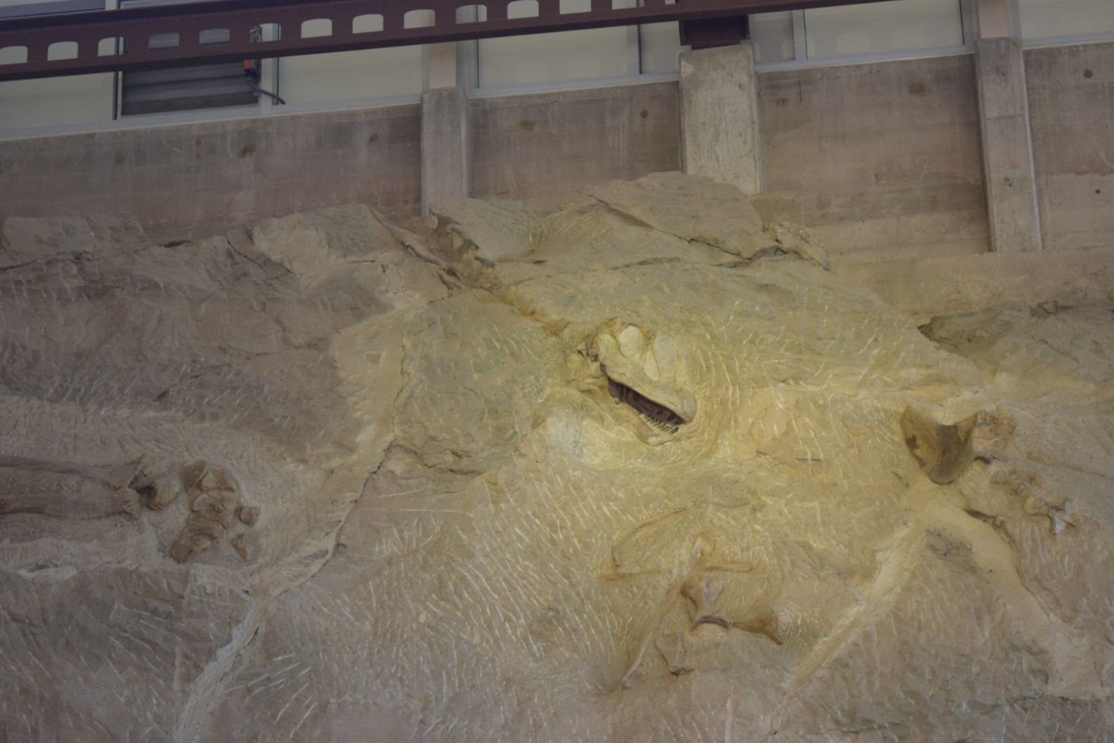 Shanna's Adventures Dinosaur National Monument Fossil Bone Quarry
