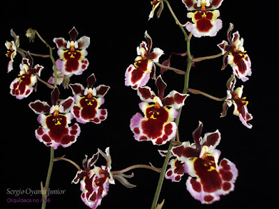 Orquídea Tolumnia híbrida