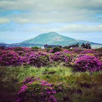 Images of Ireland: mountain and flowers in County Mayo