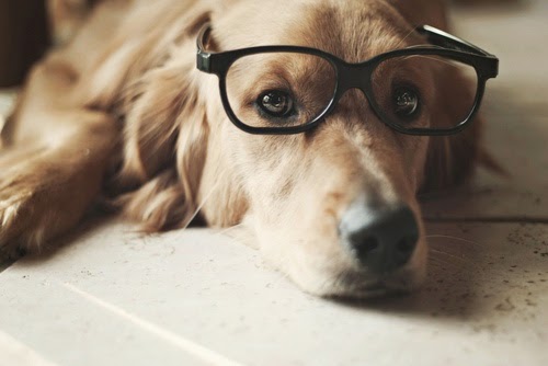 Top 5 Least Intelligent Dog Breeds