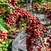 No Dia Nacional do Café, qualidade da espécie coffea canephora de Rondônia é destaque