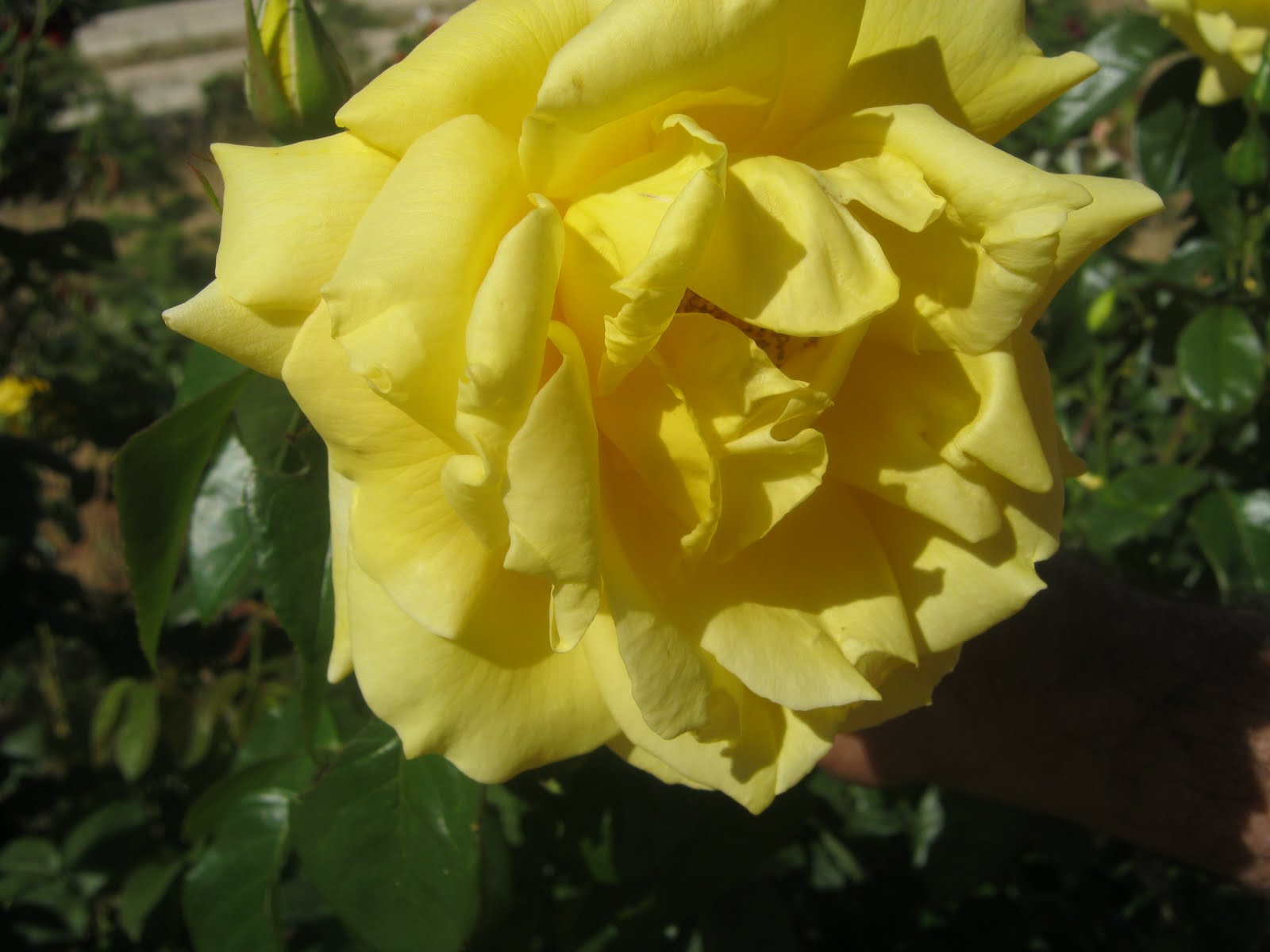 Ol' Big Jim's Place Flora of Jordan