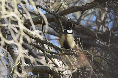 Mallerenga carbonera (Parus major)