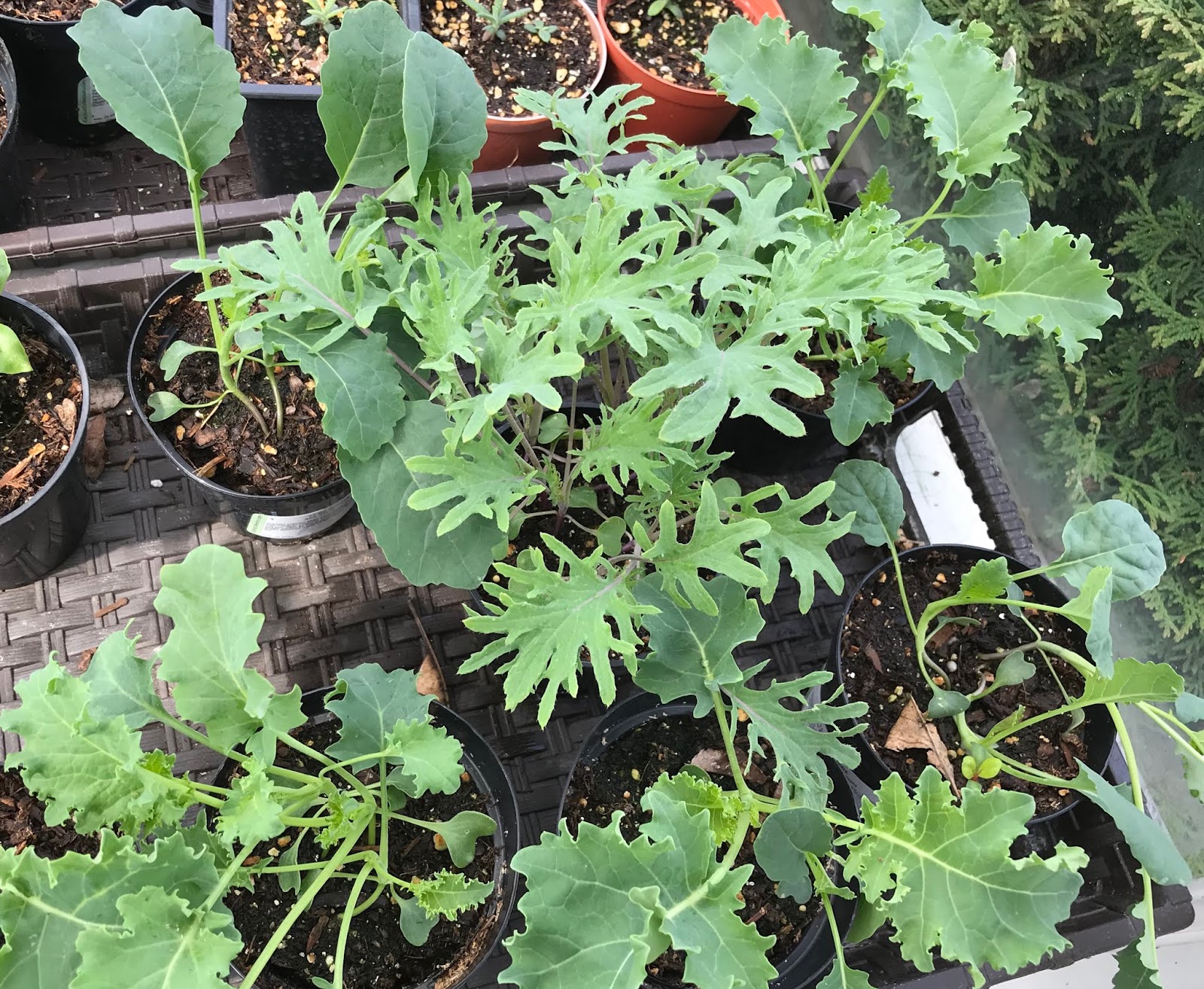 kale seedlings falling over kale seedlings falling over