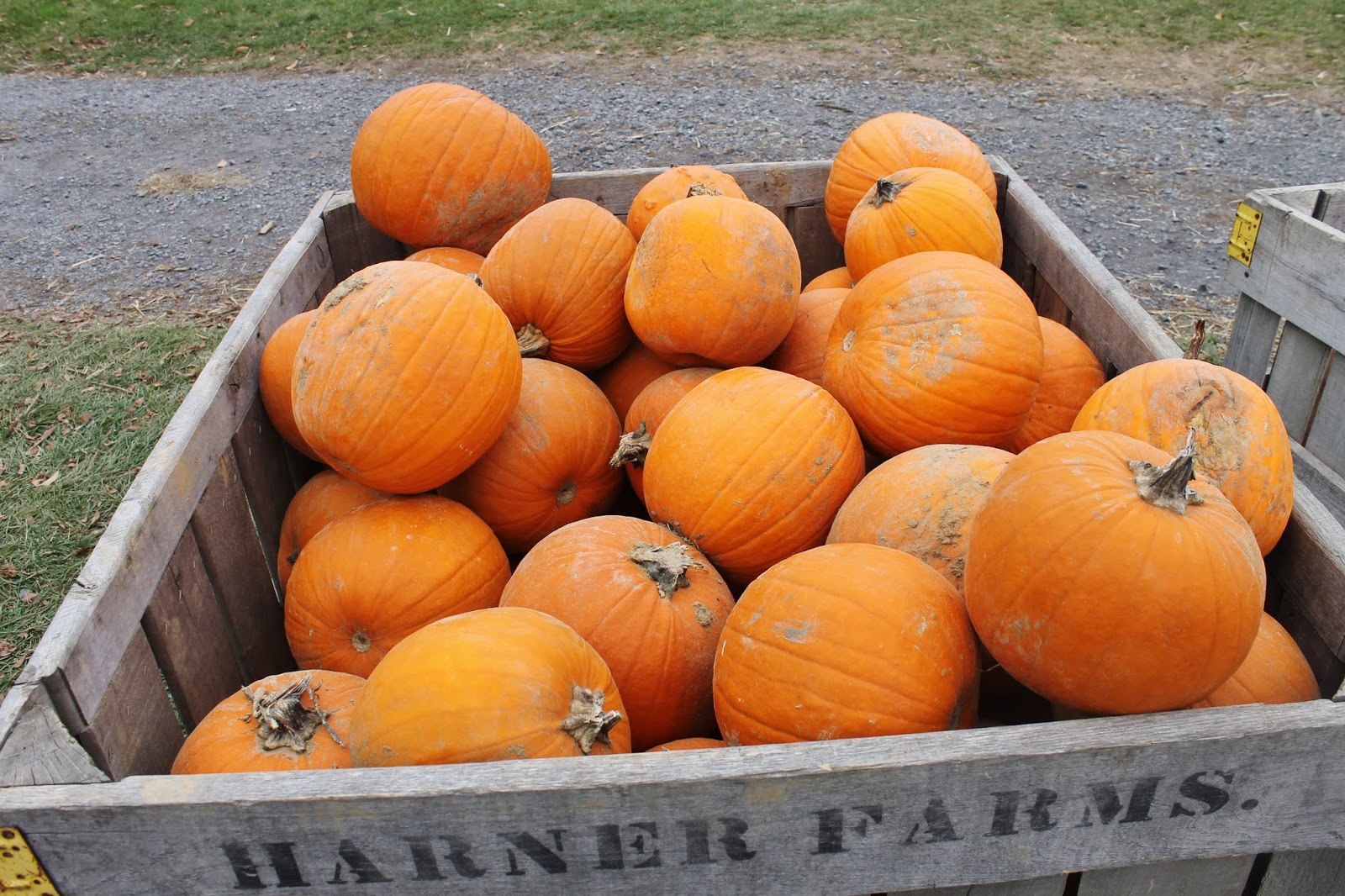 Two Queens And Their King Pumpkin Patch Fun!