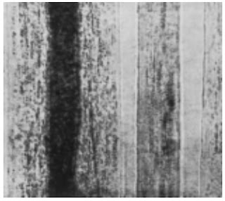 Longitudinal-View-500X-Camel-hair-fibre