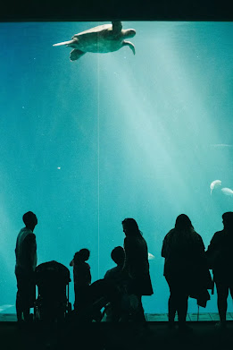 Monterey Bay Aquarium, California