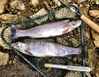 Nepalma Rainbow Trout Fish Palan - Krishi Loksewa