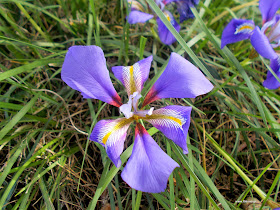 Ίριδα: Iris unguicularis