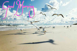 morning birds flying