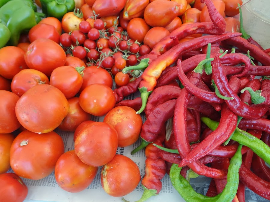 COSECHA DE TOMATES y PIMIENTOS. HUERTA DE VERANO