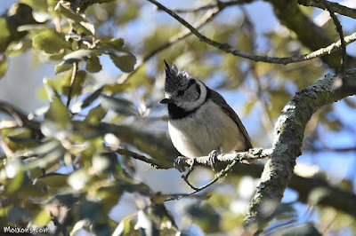 Mallerenga emplomallada (Lophophanes cristatus)