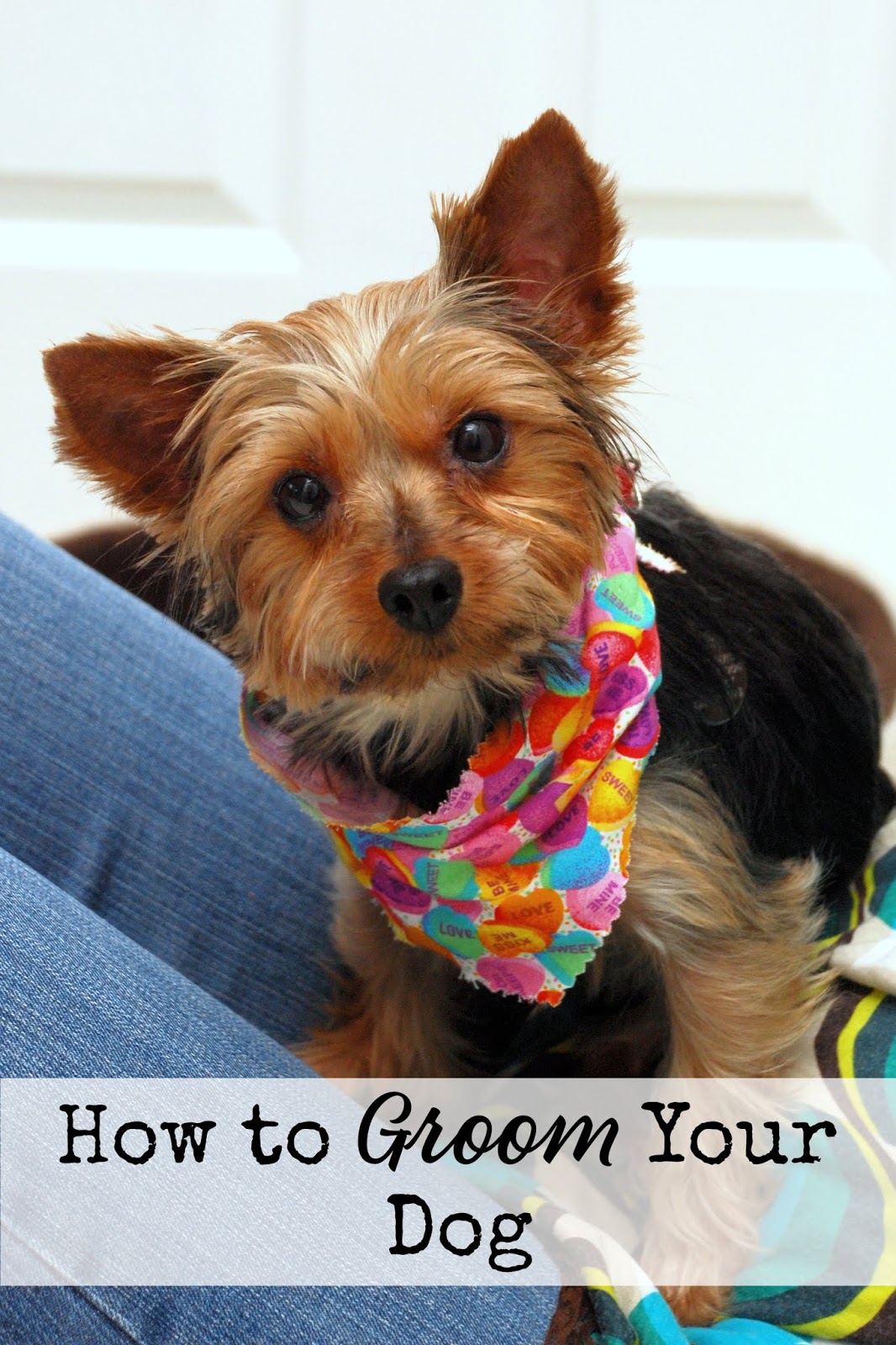 How to Groom Your Dog An Artful Mom