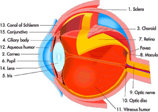 Anatomy of the globe of the eye - Rizwan shoping center