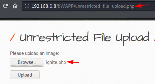 Burp Suite Fuzzing with Intruder
