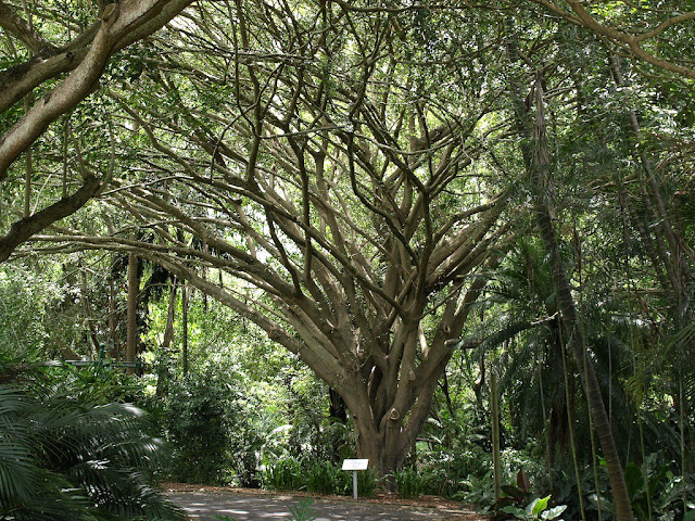Weeping%2Bfig-ficus%2Bbenjamina%2Bin%2Br