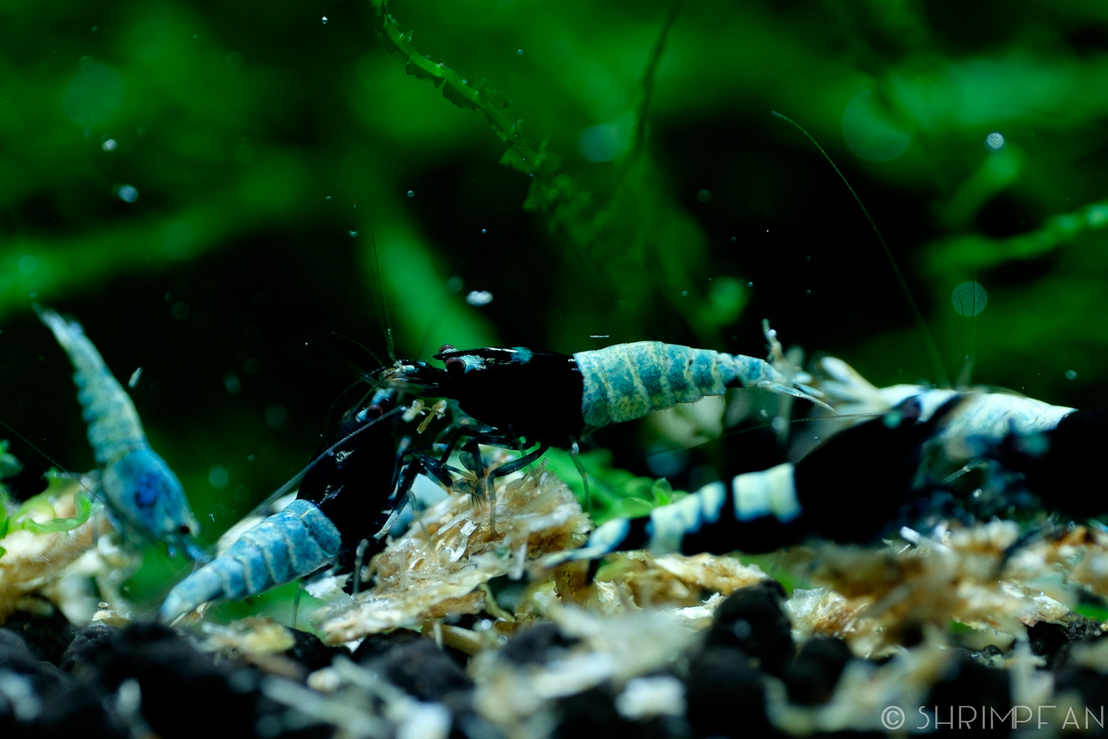 ShrimpFAN Shrimp Spotlight Japanese Black Pintos