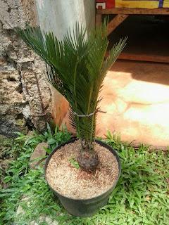 jasa tukang taman: Jual Pohon Sikas | Tanaman Pakis Haji