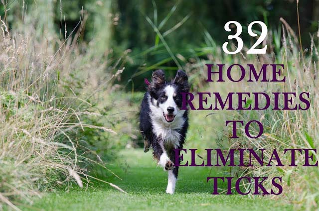 Home remedies to eliminate ticks from your pup, 32 amazing dog care tips Home remedies to eliminate ticks from your pup, 32 amazing dog care tips