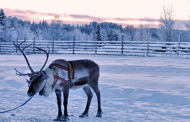 Les rennes du Père Noël