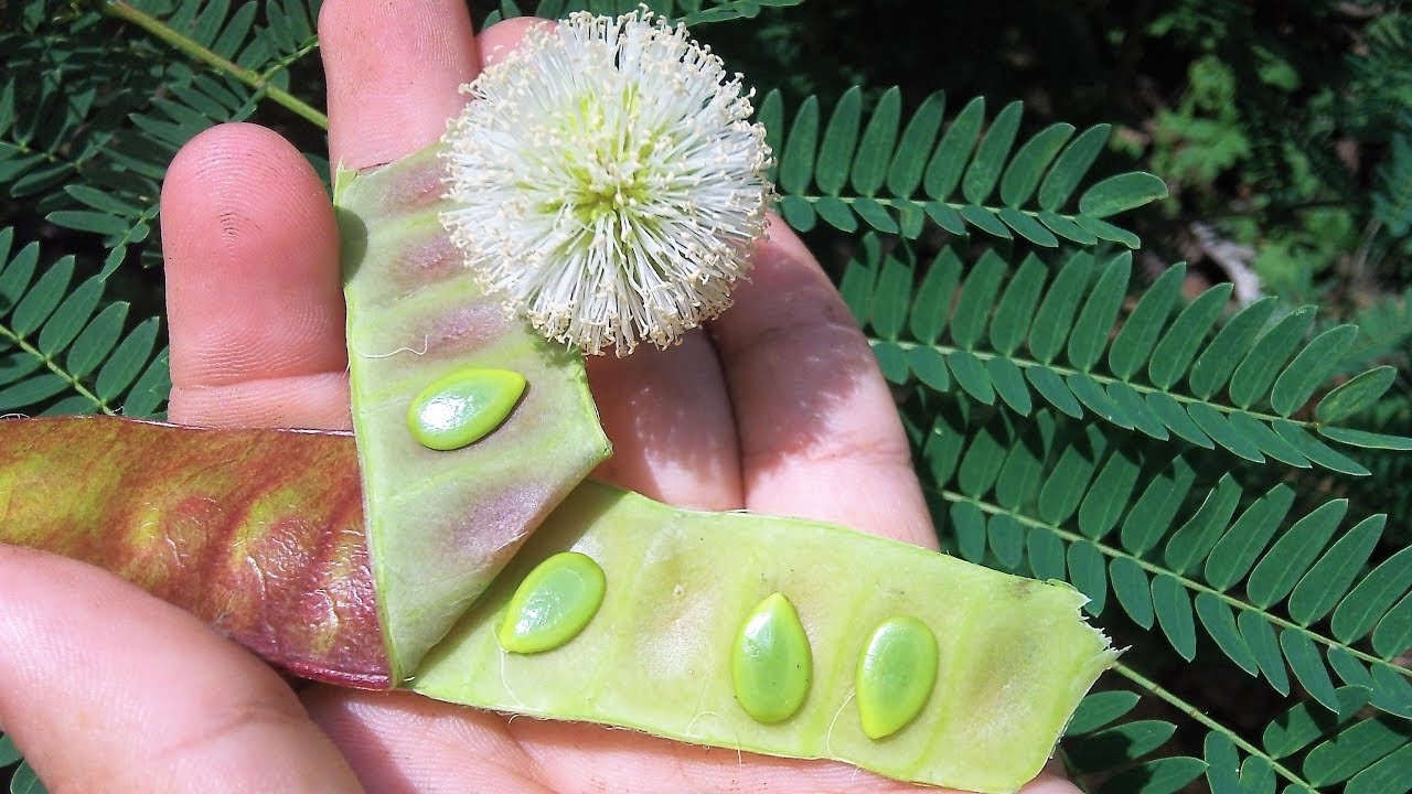 Conociendo México Guaje, el árbol y fruto de origen mexicano