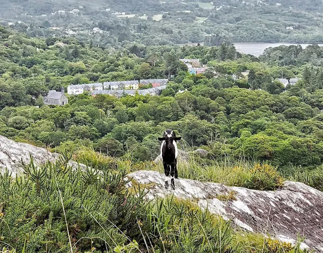 West Cork Ireland: Goat on a hill in Glengarriff Woods Nature Reserve