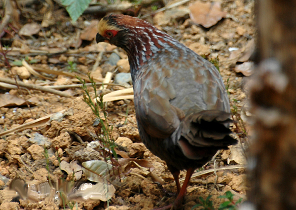 Bellas Aves de El Salvador Dendrortyx leucophrys (gallina de monte