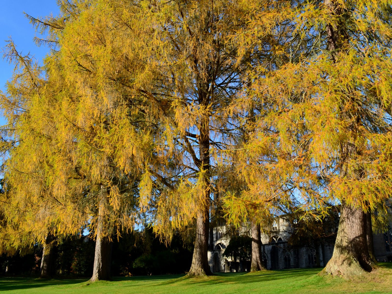 Tour Scotland Tour Scotland Autumn Video Photographs Trees Dunkeld