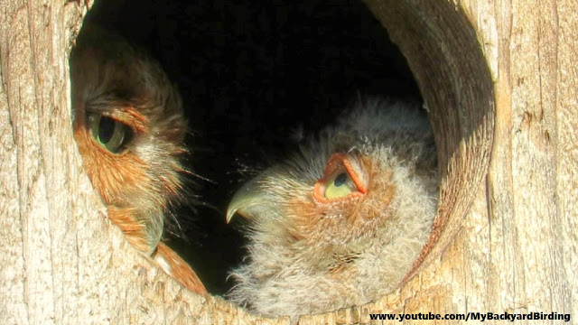 Baby Owl Adores Mothers -  Happy Mothers Day!
