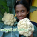 కాలీఫ్లవర్ లో దాగున్న అద్బుత ఆరోగ్య రహస్యాలు - Cauliflower lo Daagiunna Adhbutha Aarogya Rahasyaalu