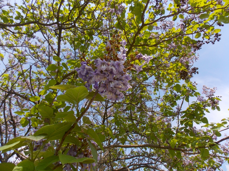 DSCN6994.jpg