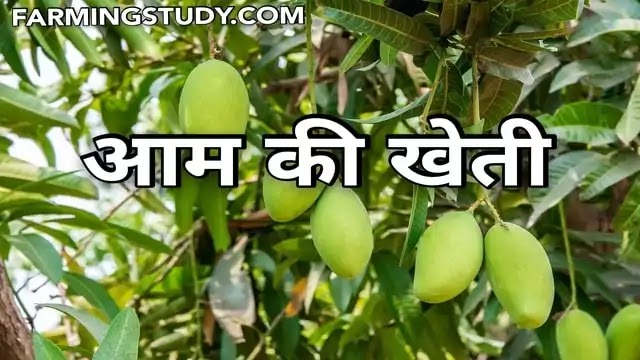 आम की खेती (aam ki kheti) कैसे की जाती है, पूरी जानकारी, aam ki kheti kaise kare, भारत में आम की उन्नतशील खेती, Fruit Farming in hindi, Farming Study,