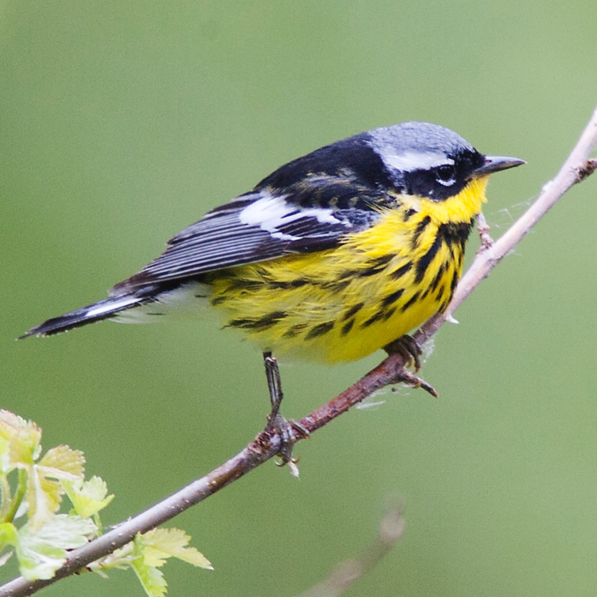 STOKES BIRDING BLOG Magnolia Warbler, Finally!!