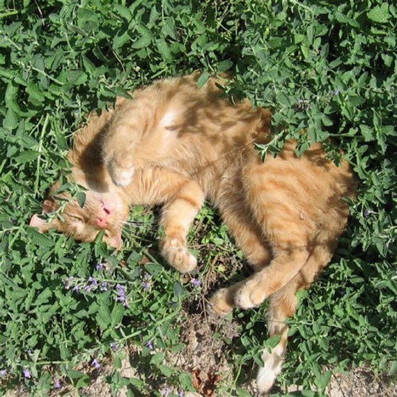 A Nap In The Catmint...