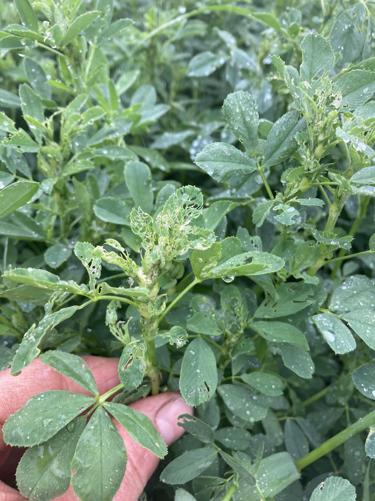 Alfalfa Harvest and Alfalfa Weevil Management