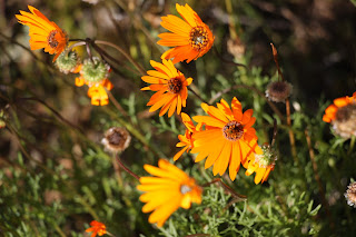 Namaqualand national park Namaqualand national park
