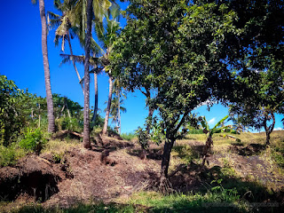 Rural Farm Field Scenery Of Manilkara Zapota Or Sapodilla And Coconut Trees At The Village Ringdikit North Bali Indonesia