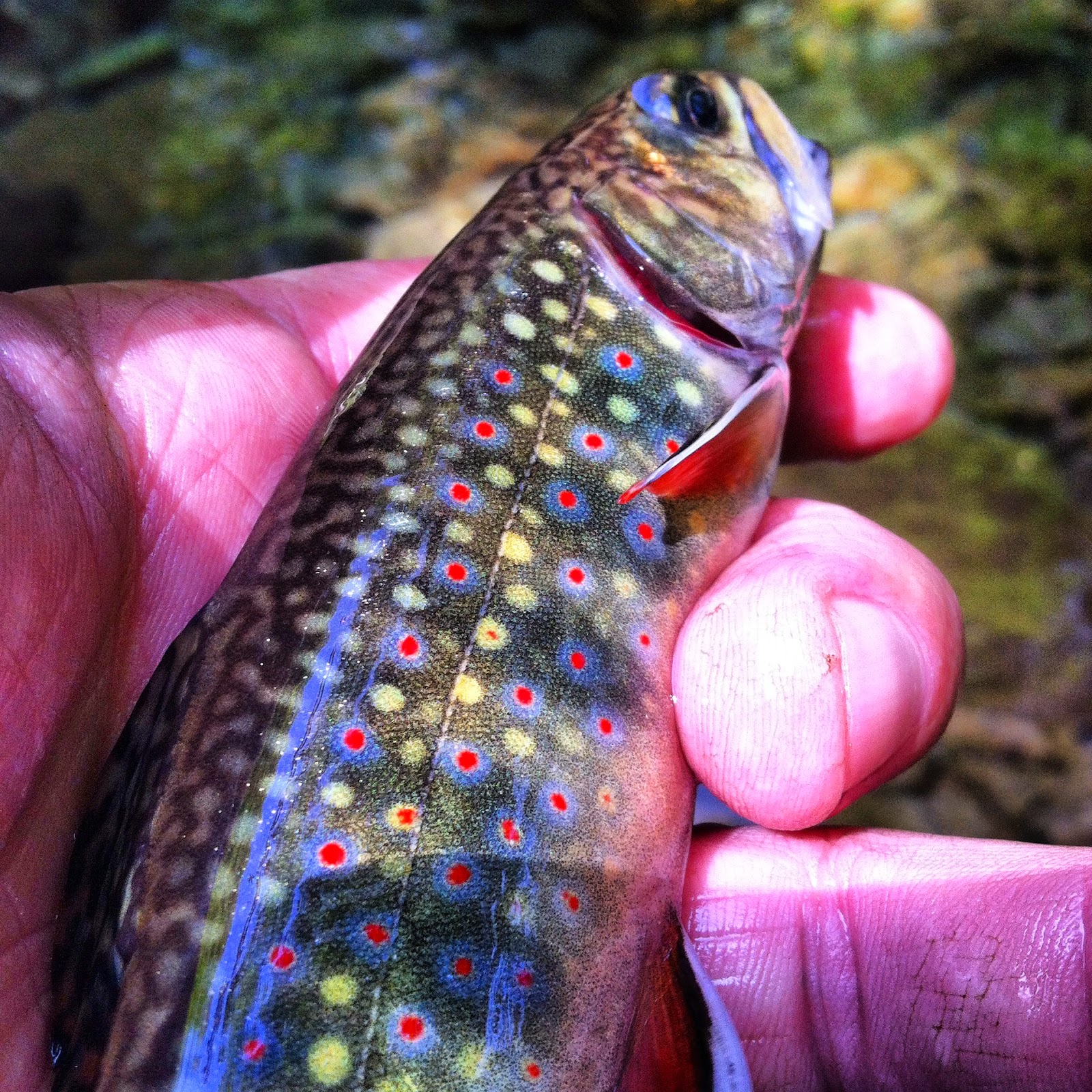 Hookers Fly Shop Gatlinburg Fly Fishing Guides