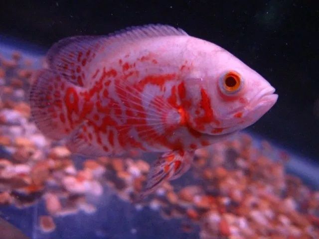 Budidaya Ikan Oscar - Pembesaran