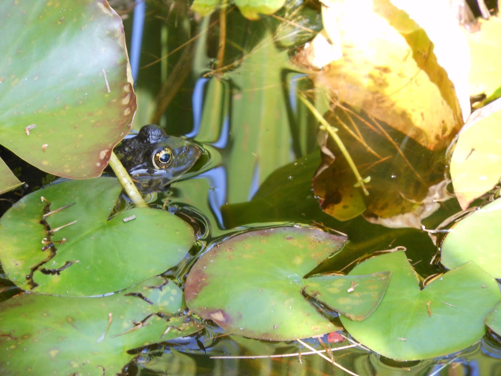 Writing the Witchy Way: Frogs in a Pond