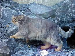 Otocolobus manul