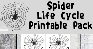 Spider Life Cycle Worksheets
