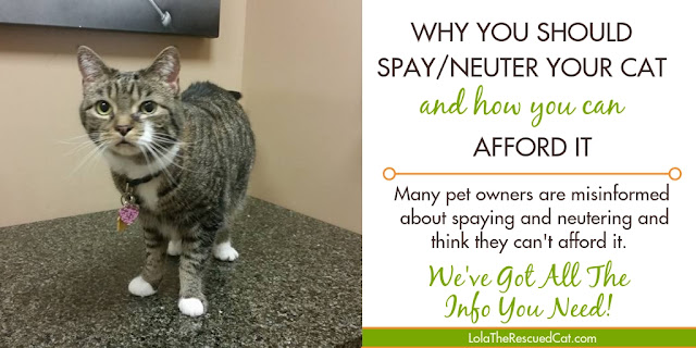 why you should spay or neuter your cat