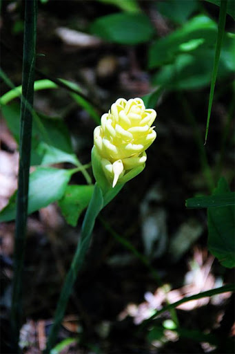 Zingiber pyroglossum