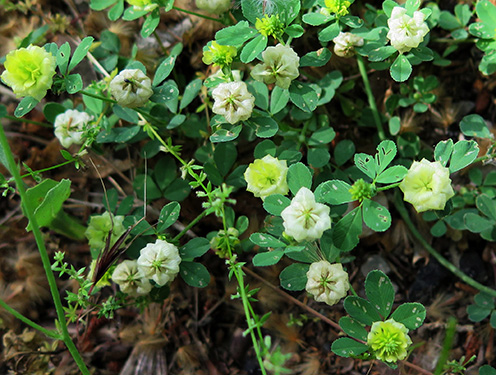 Fenarda (Trifolium campestre) flor silvestre amarilla